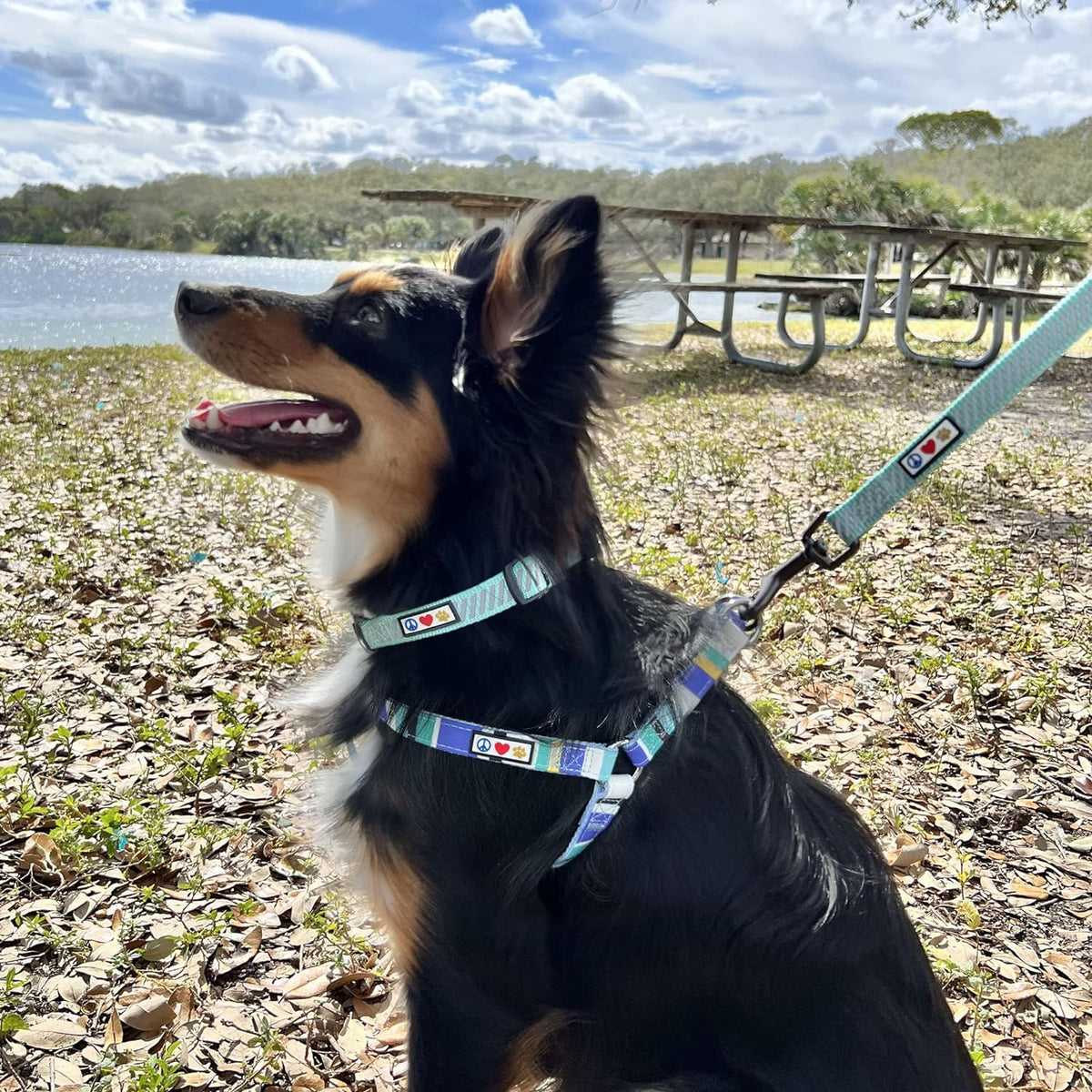 Reflective Dog Collar for Dog and Puppies a High Visibility Collar with Reflective Bands | Adjustable Dog Collar Heavy Duty Perfect for Extra Small and Small Puppies - Black XS Collar
