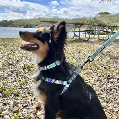 Reflective Dog Collar for Dog and Puppies a High Visibility Collar with Reflective Bands | Adjustable Dog Collar Heavy Duty Perfect for Extra Small and Small Puppies - Black XS Collar